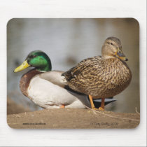 Mallard Ducks Mousepad mousepads