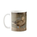 MALLARD DUCKS Mug