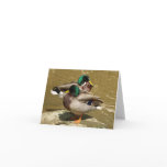 Mallard Ducks Note Cards