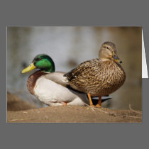 Mallard Ducks Notecard cards