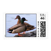 Mallard Ducks Postage postage