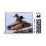 Mallard Ducks Postage