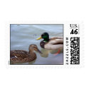 Mallard Ducks Postage postage