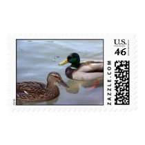 Mallard Ducks Postage postage