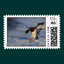 Mallard Ducks Postage Stamp stamps