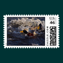 Mallard Ducks Postage Stamp stamps