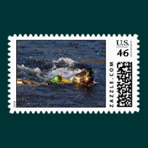 Mallard Ducks Postage Stamp stamps
