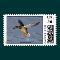Mallard Ducks Postage Stamp stamps