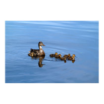 Mallard ducks posters by sauvey Mallard ducks posters
