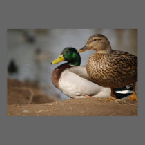 Mallard Ducks Print posters