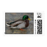 Mallard enjoying a dip stamp stamps