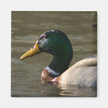 Mallard Face Magnets