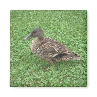 Mallard Female Duck Magnet magnet
