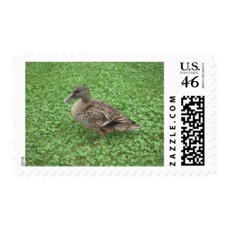 Mallard Female Duck Postage Stamp stamp