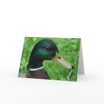 Mallard Greeting Cards