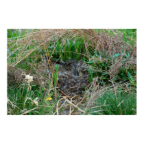Mallard hen incubating her eggs posters by Orchidlady Mallard hen incubating her eggs posters