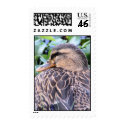 Mallard Hen Postage postage