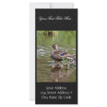 Mallard Hen Rack Card Design