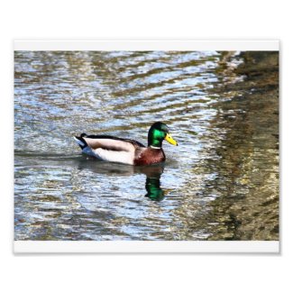 Mallard Illusions # 7