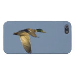 Mallard in Flight - iPhone 5 Cover - Savvy