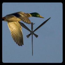 Mallard in Flight Square Wall Clock wall clocks