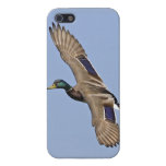 Mallard in Full Flight - iPhone 5 Cover - Savvy