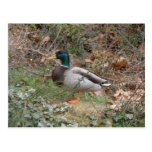 Mallard in Regent's Park Post Card