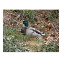 Mallard in Regent's Park postcards