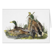 Mallard, John Audubon Greeting Cards