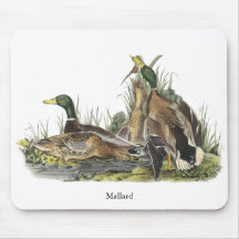 Mallard, John Audubon Mouse Pad