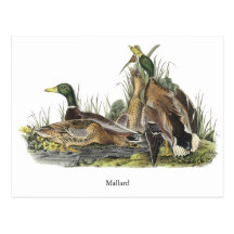 Mallard, John Audubon Postcards