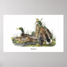 Mallard, John Audubon Poster