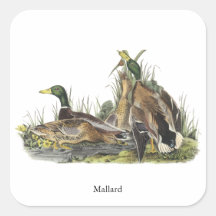 Mallard, John Audubon Square Stickers