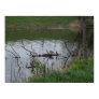 Mallard Naptime Posters