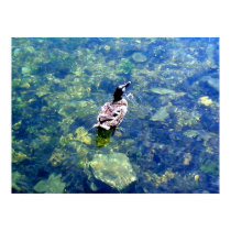 Mallard on Norfolk Lake posters