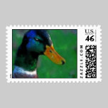 Mallard Postage Stamp