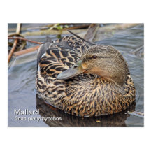 Mallard Postcard