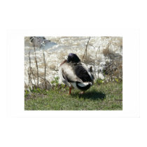 Mallard. posters