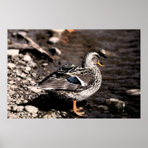 mallard poster