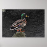 Mallard Poster