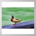 tablet pen wacom | mallard, duck, waterfowl, nature, animals mallard, duck, waterfowl, nature, animals