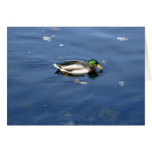 Mallard Shimmer card