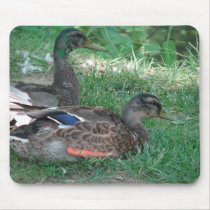 Mallard Siblings Mouse Pad mousepads