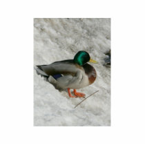 Mallard Sitting In Snow Anas Platyrhynch photo sculptures