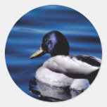 Mallard Sticker