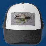 Mallard "Stop taking my picture!" hat hats