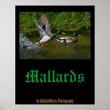 Mallard Take-off Poster