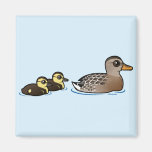 Mallard & two ducklings Square Magnet