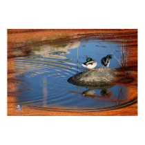 MALLARDS AND SHADOW posters