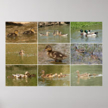 Mallards Collage Poster